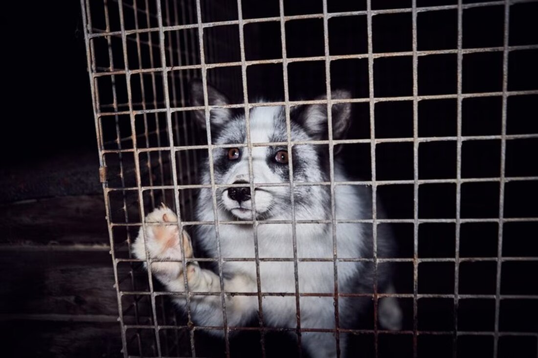 Polen verbietet Pelzfarmen, ein Meilenstein im Tierschutz gegen die grausame Pelzindustrie, verkündet am 2. Dezember 2025.