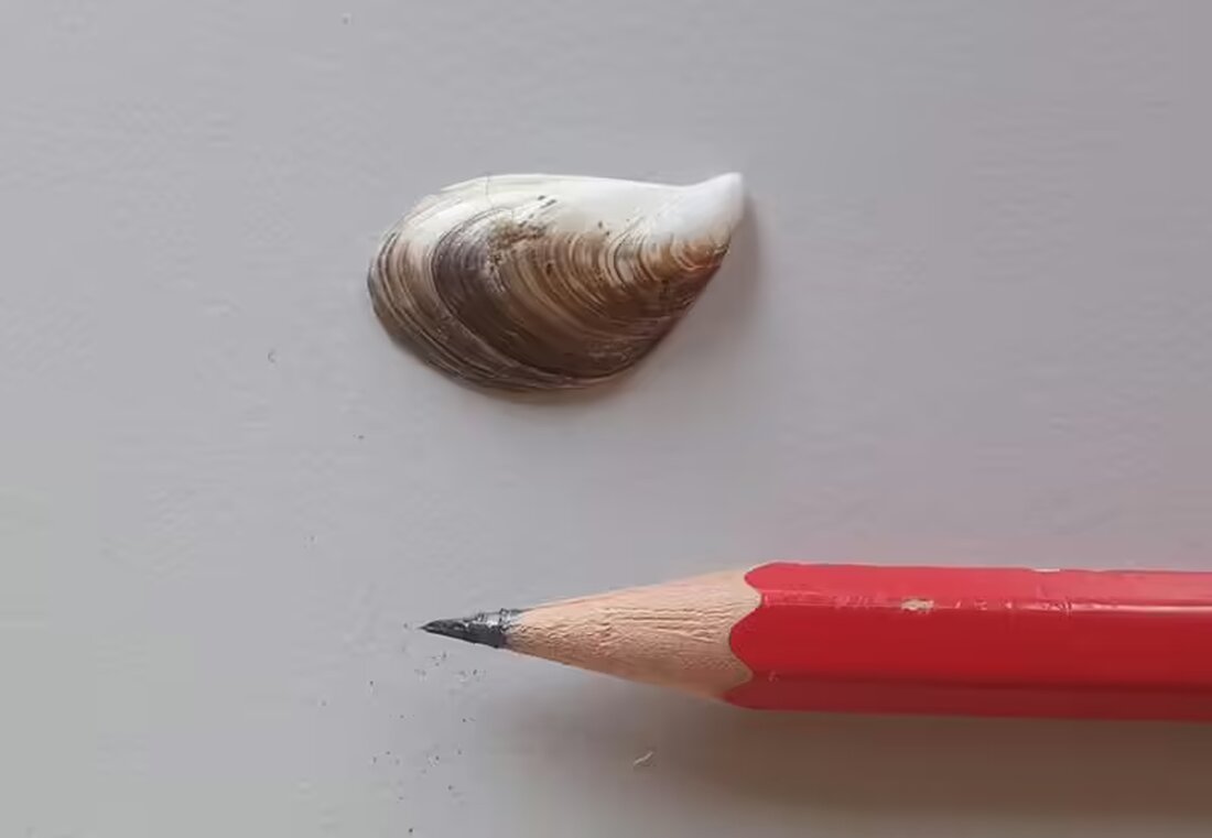 Die Quaggamuschel wurde bislang nicht in den Seen der Saane nachgewiesen, während sie im Murten- und Lac de l'Hongrin vorkommt.