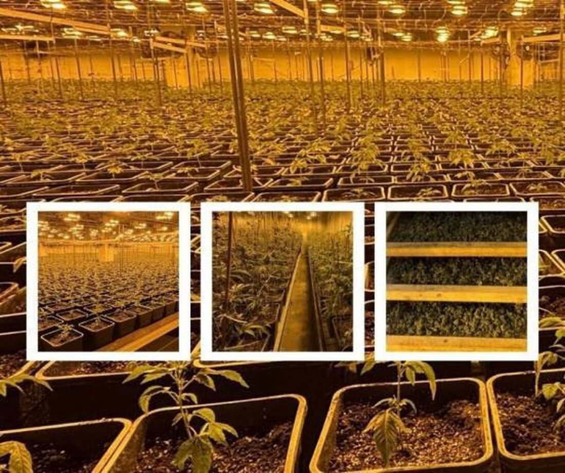 In Eglisau wurde eine illegale Indoor-Hanfanlage mit 6000 THC-Pflanzen entdeckt, fünf Verdächtige festgenommen.