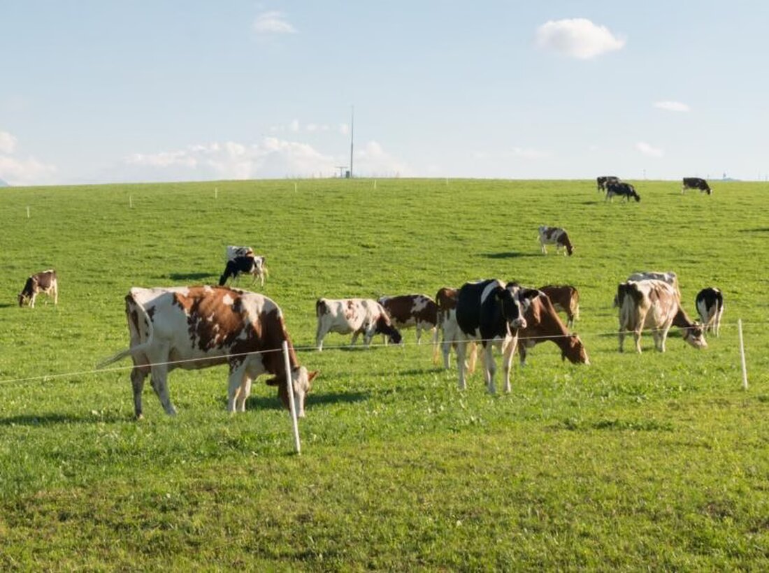 Das Projekt ReLait fördert seit 2017 tiergesundheitliche Praktiken in Freiburger Milchbetrieben, um den Antibiotikaeinsatz zu reduzieren.