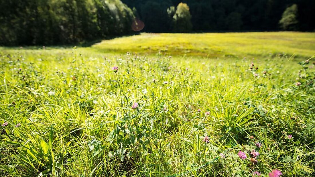 Zwei Memorialsanträge fordern Verbote für Glyphosat und CO2-Absaugung. Regierungsrat diskutiert rechtliche Zulässigkeit.