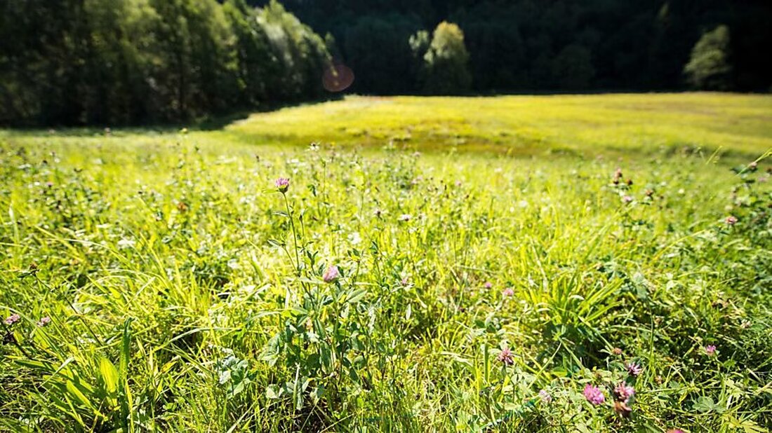 Der Regierungsrat von Glarus genehmigt sieben umweltbezogene Programmvereinbarungen mit einem Bundesbeitrag von 22 Millionen Franken bis 2028.