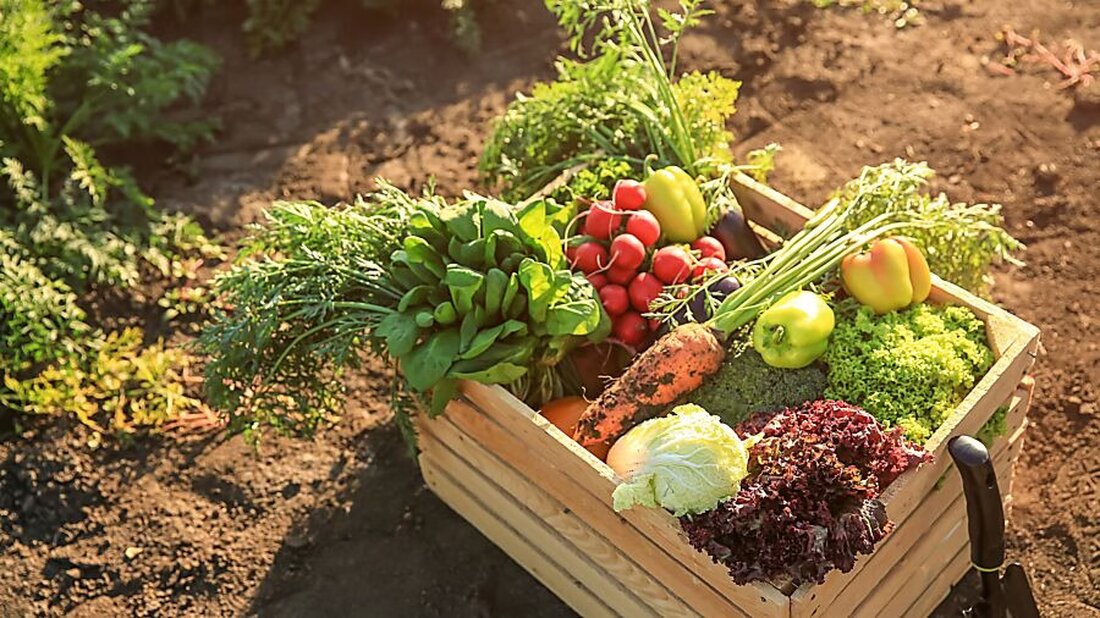 Eine Untersuchung von 25 Obst- und Gemüseproben in Graubünden und Glarus ergab keine radioaktiven Rückstände. Sicherheit gewährleistet.