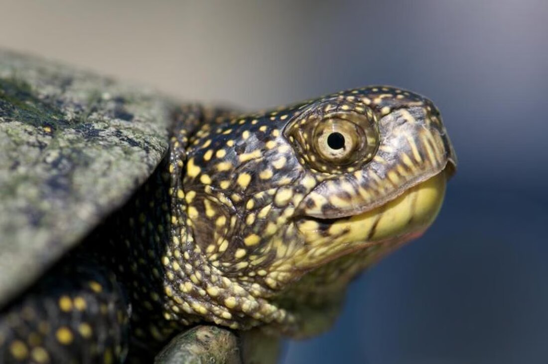 Der Staat Freiburg startet ein Projekt zur Stärkung der Europäischen Sumpfschildkröte mit jährlichen Wiederansiedlungen bis 2028.