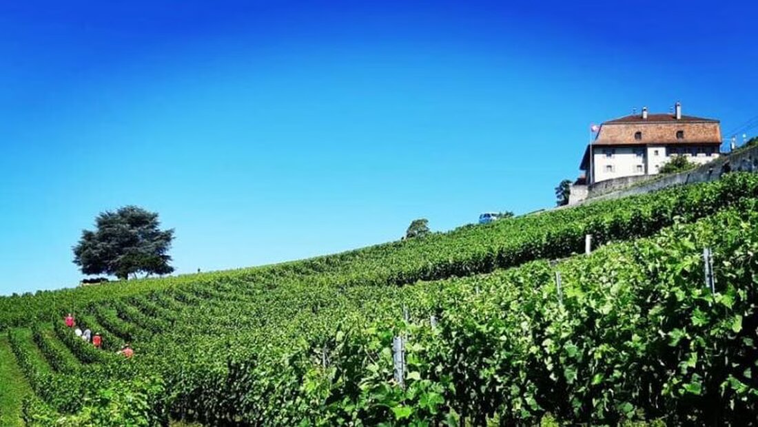 Die Stelle als Verwalter/in der Domaine des Faverges wird nächste Woche ausgeschrieben, um Weinproduktion und -vermarktung zu optimieren.