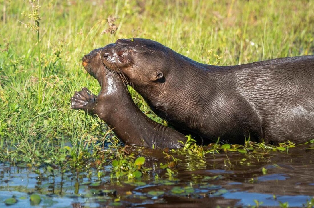 Moderne Zoos setzen sich aktiv für den Schutz bedrohter Feuchtgebiete ein. Anlässlich des Welttags der Feuchtgebiete am 2. Februar zeigen sie, wie Artenschutz funktioniert und sensibilisieren für den Erhalt dieser einzigartigen Lebensräume.