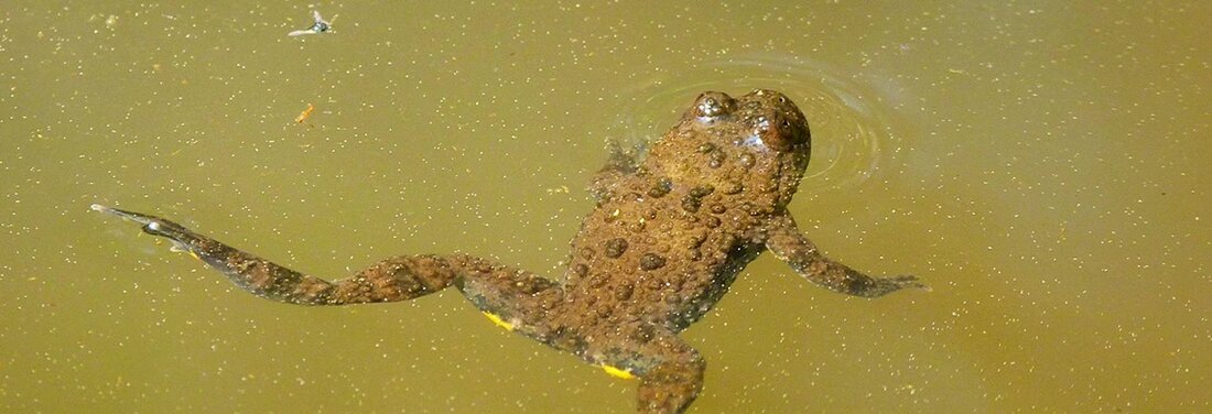 Am 11. August 2025 beginnen umfangreiche Sanierungsarbeiten am Amphibienleitsystem im Naturschutzgebiet Turpenriet, Kirchberg.