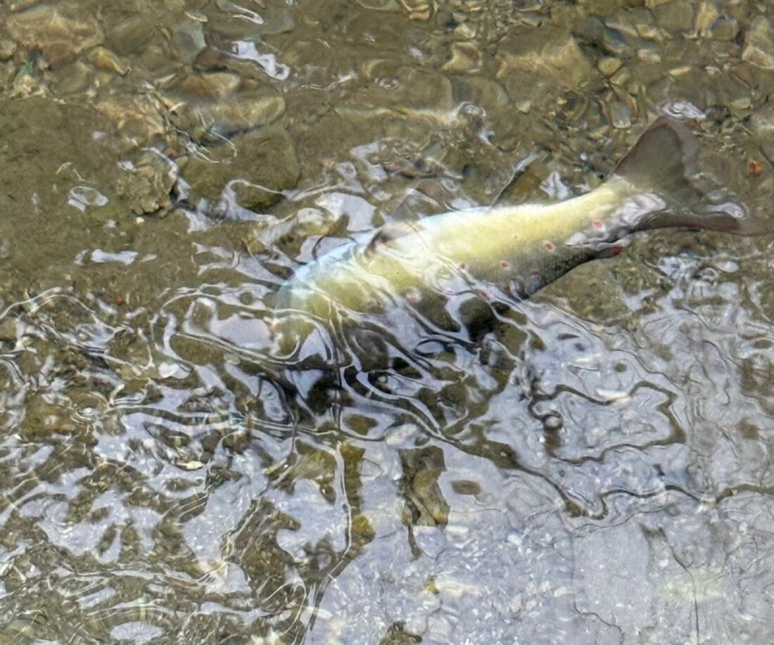 Am 21. September 2025 verschmutzte Chlor aus einem Swimmingpool den Bach "Moulins" in Farvagny-le-Grand, wodurch Fische starben.