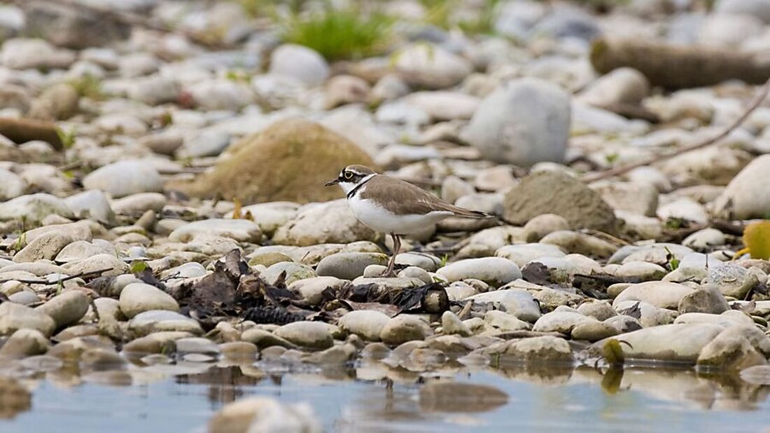 Seltener Flussregenpfeifer brütet im neuen Naturschutzgebiet Chli Gäsitschachen. Schutzmaßnahmen und Betretungsverbot gelten.