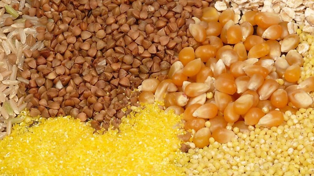 Lebensmittelkontrolleure der Ostschweiz bestätigen: Keine Beanstandungen bei Hirse- und Buchweizenprodukten bezüglich Tropanalkaloiden.