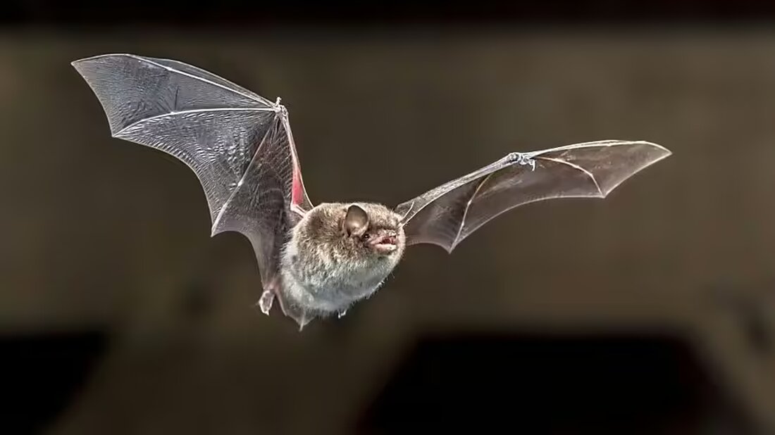 Im Kanton Glarus wurde das Tollwutvirus bei einer Wasserfledermaus nachgewiesen. Tipps zum Umgang mit Wildtieren.