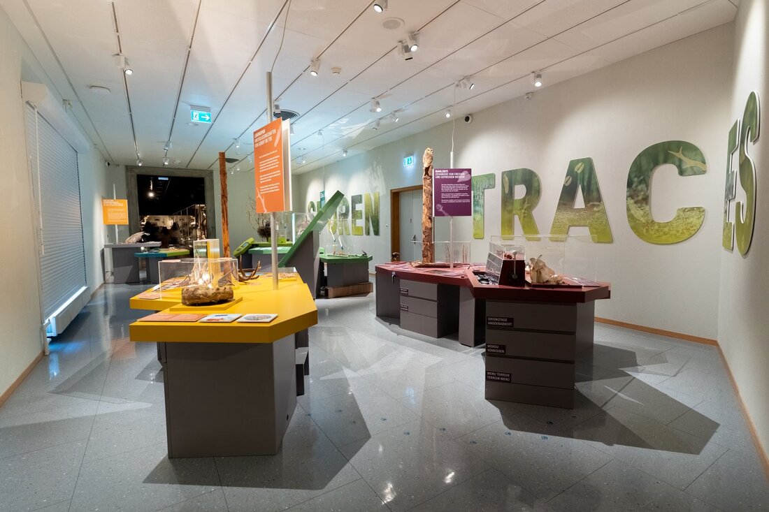 Das Naturhistorische Museum Freiburg verzeichnete 2025 nahezu gleichbleibende Besucherzahlen und bereitet sich auf den Umzug des Wals ins neue Museum vor.