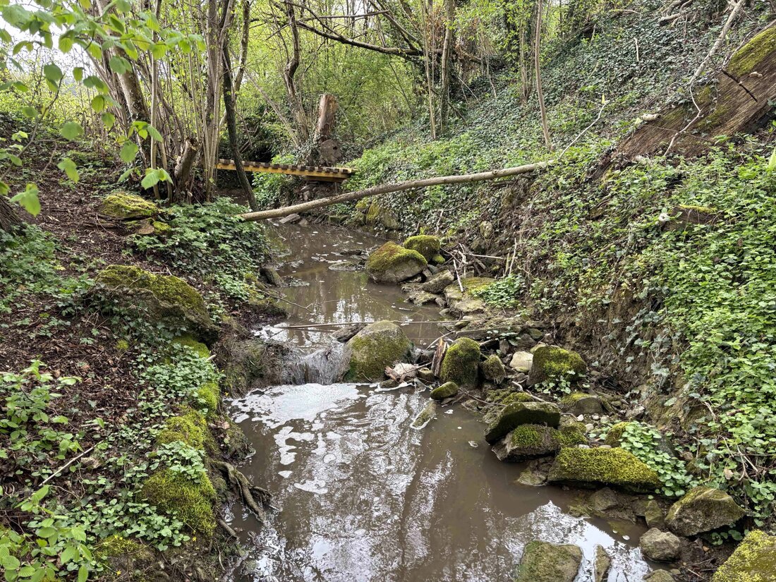 In Roggwil verendeten zahlreiche Fische nach einer Gewässerverschmutzung. Kantonspolizei Thurgau sucht Zeugen.