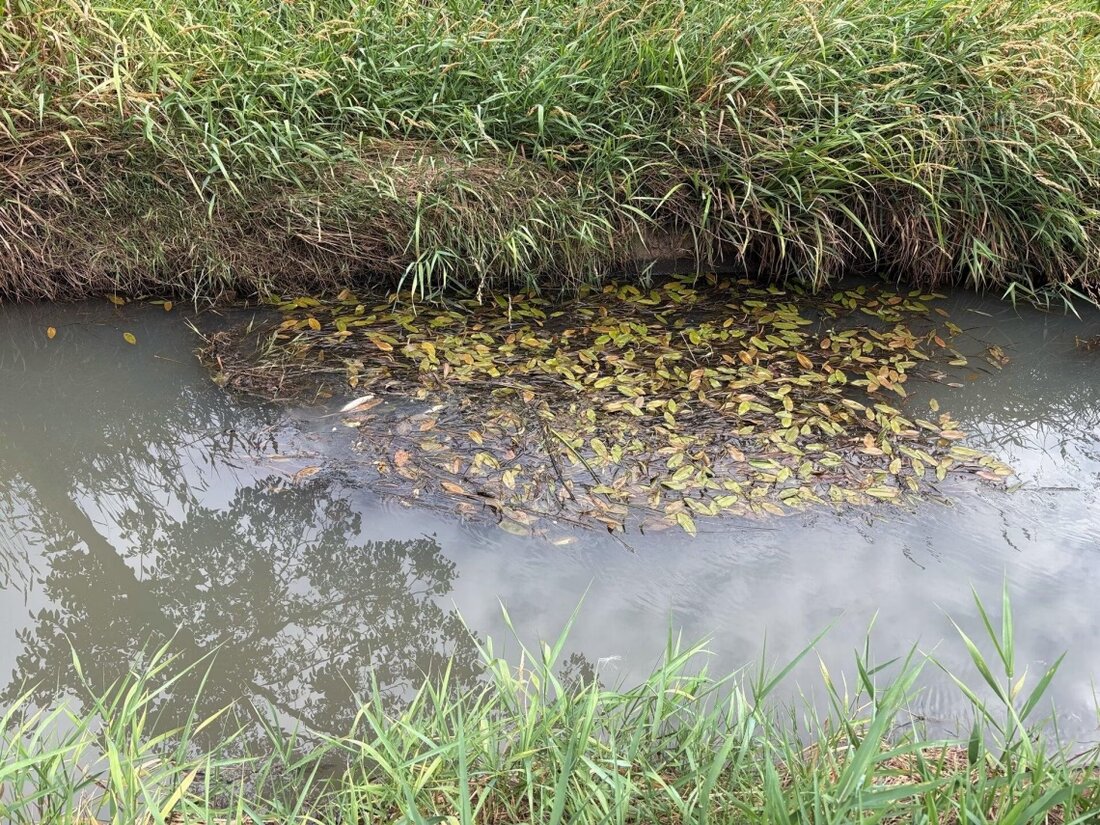 Am 03.07.2025 kam es in Widnau zur Gewässerverschmutzung. 320 Kubikmeter Abwasser gelangten in die Ländernaach, was zu einem geringfügigen Fischsterben führte. Feuerwehr und Behörden reagierten umgehend.