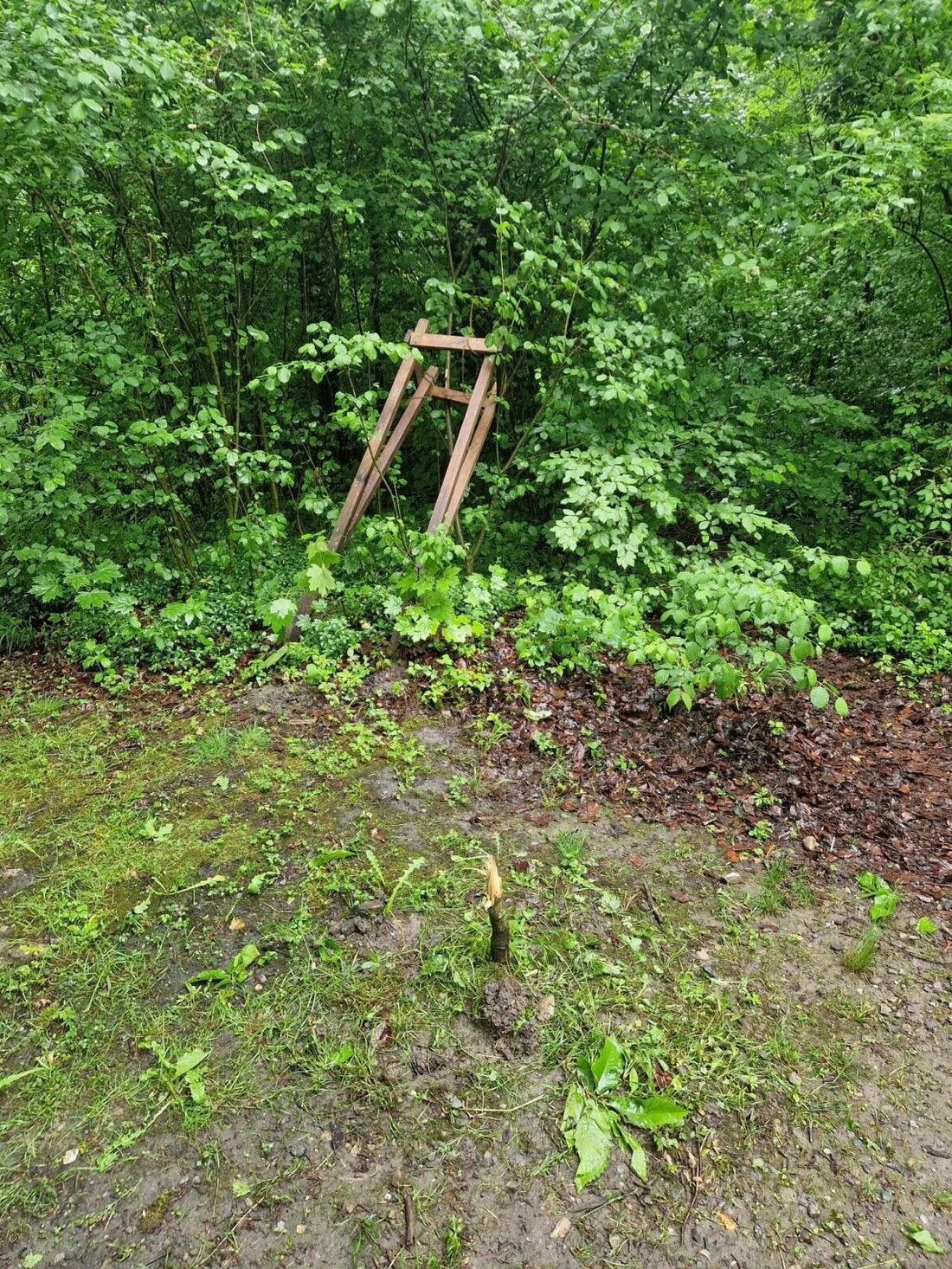 In Kaltbrunn wurden zwischen April und Juli 2025 mehrere Sachbeschädigungen am Waldlehrpfad verübt. Die Polizei sucht Zeugen.
