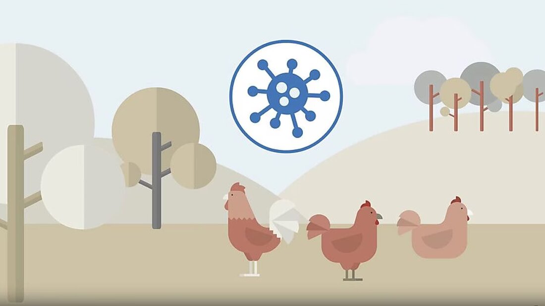 Im Kanton Glarus gelten ab dem 25. November 2025 neue Schutzmassnahmen gegen die Vogelgrippe für Geflügelhalter.