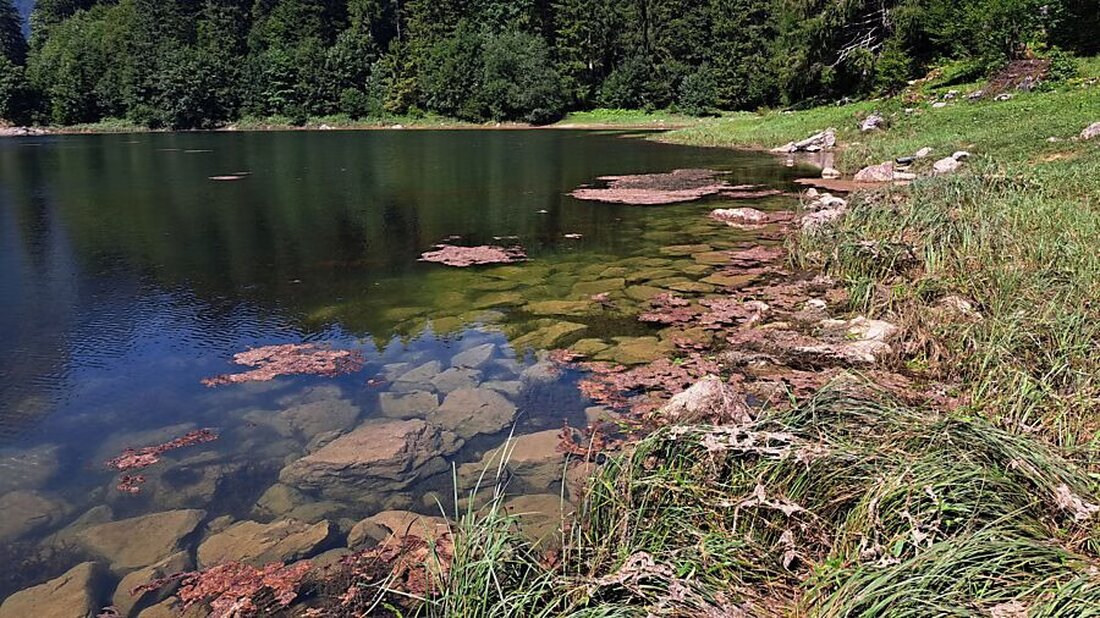 Aufgrund erhöhter Blaualgen im Obersee wird von Wasserkontakt abgeraten. Schutz vor gesundheitlichen Risiken für Mensch und Tier.