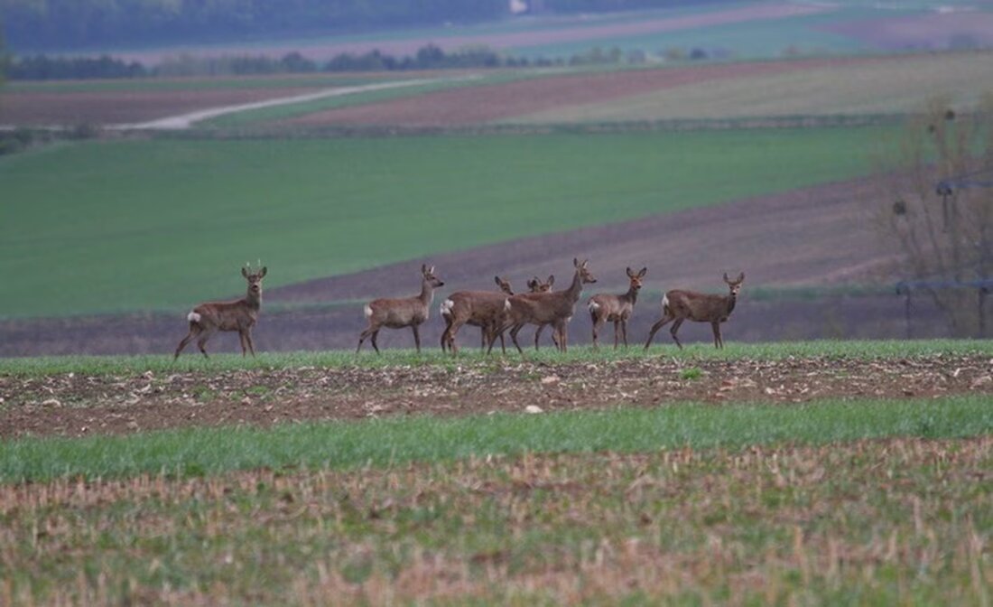 Die Zeitumstellung erhöht das Unfallrisiko mit Wildtieren in der Dämmerung. Tipps zur Vermeidung und Verhalten bei Wildunfällen.