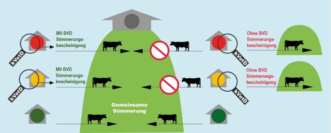 Bei gemeinsamen Sömmerungen müssen Tierhaltende BVD-Risiken beachten, um eine Ausbreitung des Virus zu verhindern.