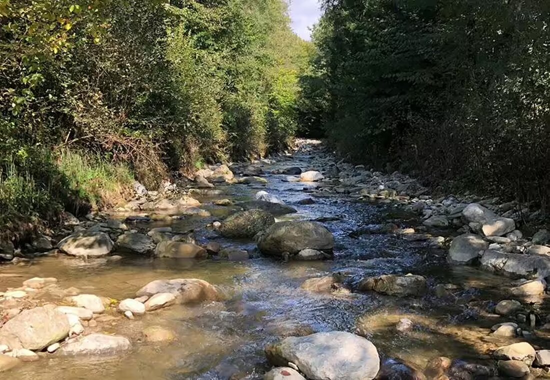 Der Artikel bewertet die Wasserqualität von Oberer Saane, Sionge, Jaunbach und Serbache zwischen 2015 und 2021, inklusive Verschmutzungsquellen und Maßnahmen.