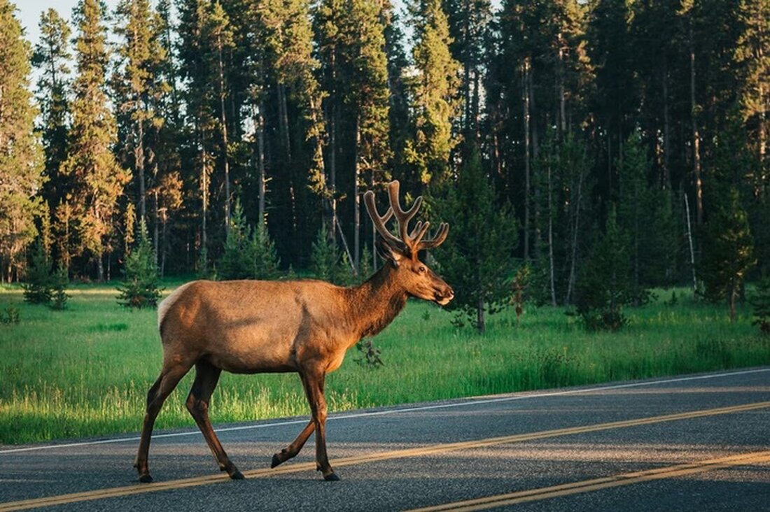 Wildunfälle in der Schweiz: Erfahren Sie, wie Sie Kollisionen mit Wildtieren vermeiden und im Ernstfall richtig handeln.