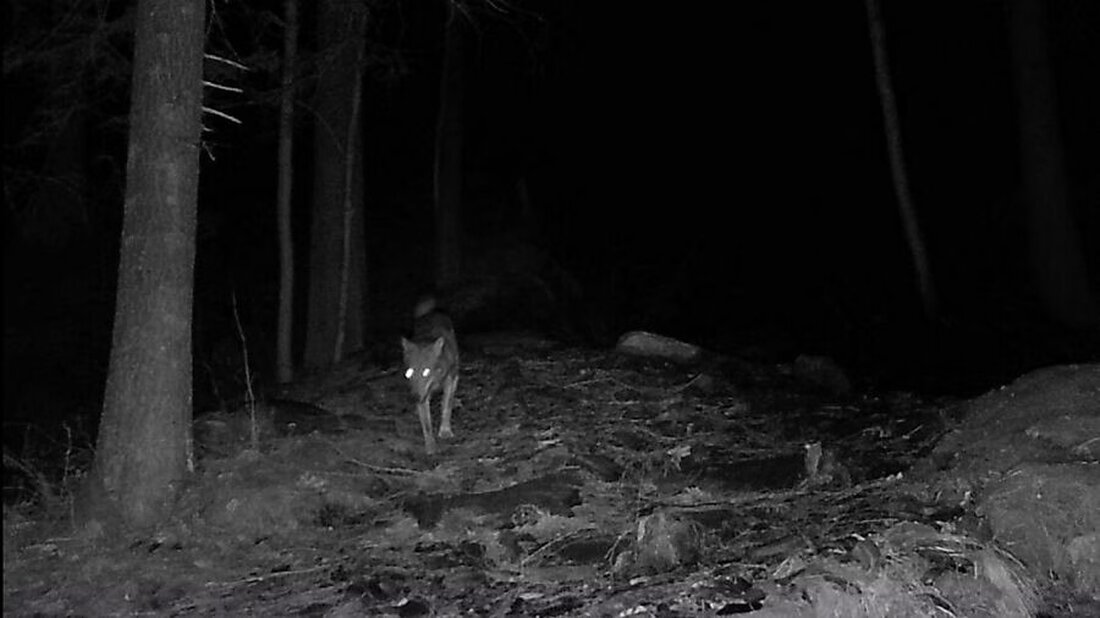Abschussverfügung für einen Einzelwolf im Sernftal um 30 Tage verlängert, nach Sichtungen und einem erlegten Wolf.