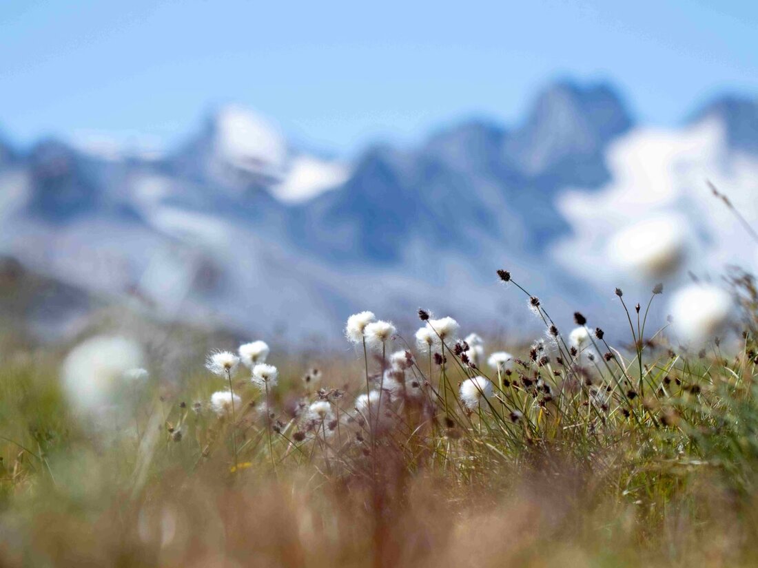 Entdecken Sie die faszinierenden Wollgräser in den Bergen: Glazialrelikte mit flauschigem Aussehen aus der Natur der Arktis.