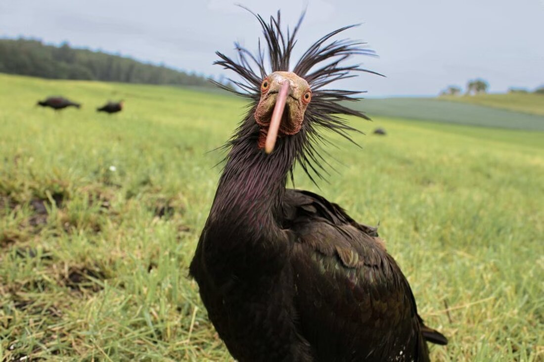 Am 7. Februar ruft der Internationale Reverse the Red Day Zoos und Naturschutzorganisationen dazu auf, den Artensterben-Trend umzukehrenden.