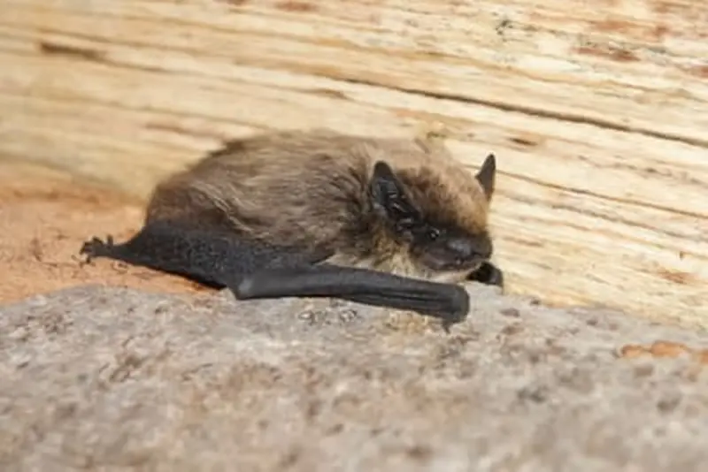 Alpenfledermaus in Basel: Erstnachweis begeistert Naturliebhaber!