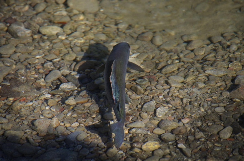 Fischerei startet wieder: Neue Regeln und höhere Preise ab März!