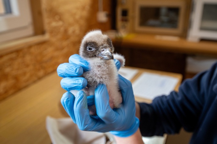 Neues Bartgeierküken überrascht den Natur- und Tierpark Goldau!