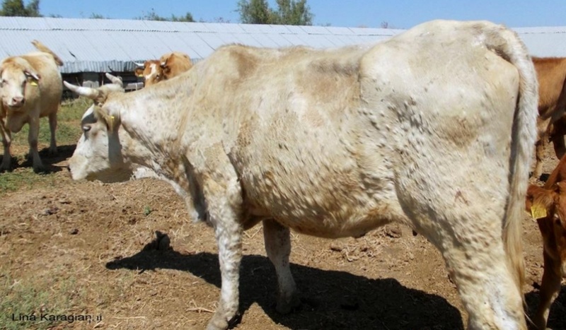Rindergesundheit in Gefahr: Sömmerungs-Verbot für 2026 in Frankreich