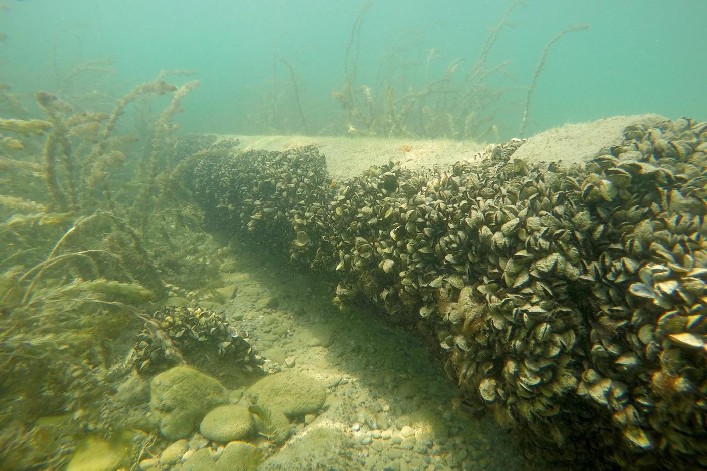 Alarm im Vierwaldstättersee: Quaggamuschel gefährdet Ökosystem und Infrastruktur!