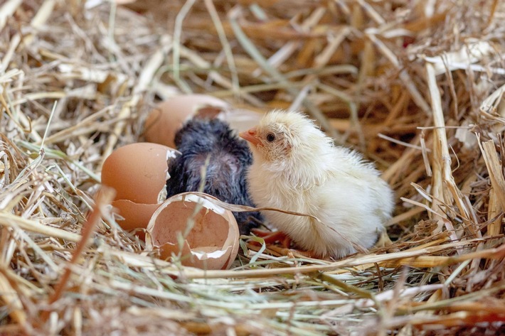 Frühlingserwachen im Naturmuseum: Ei-Ausstellung begeistert seit 10 Jahren!