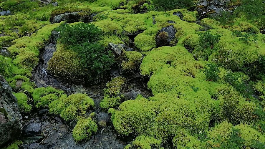 Glarner Biodiversitätsstrategie: Schutz für Artenvielfalt und Natur!
