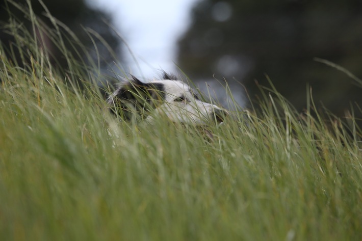 Hunde und Katzen: Pollenallergien sind auch für Haustiere eine Gefahr!