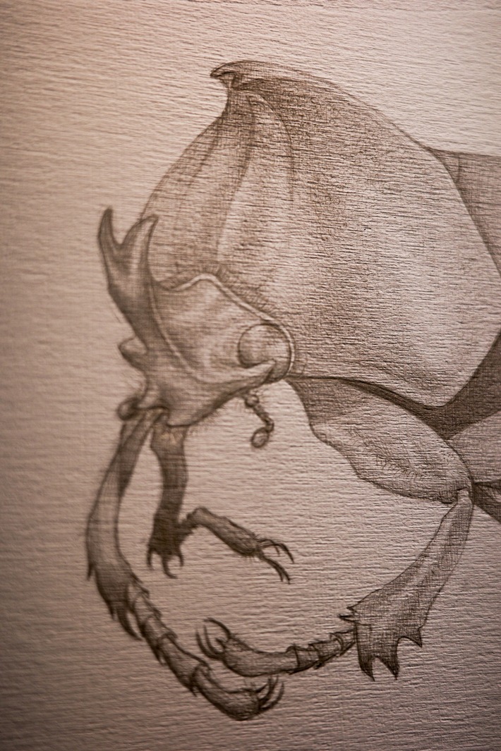 Käferkunst im Treppenhaus: Kantonsschule begeistert im Naturmuseum Solothurn