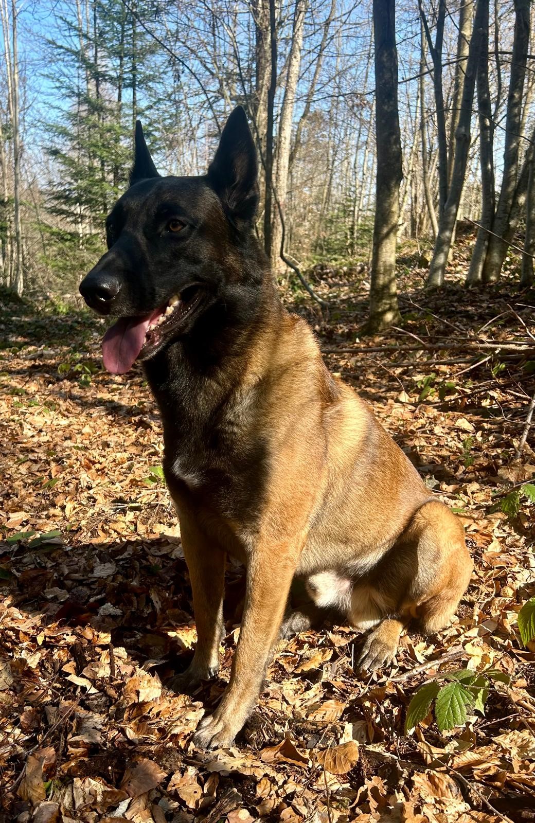 Polizeihund Odin rettet vermisste 18-Jährige in Grub/SG!