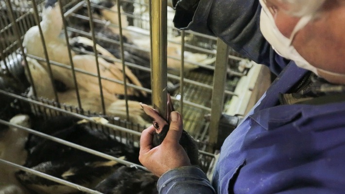 Tierschutz fordert klare Maßnahmen gegen Stopfleber-Importe in der Schweiz