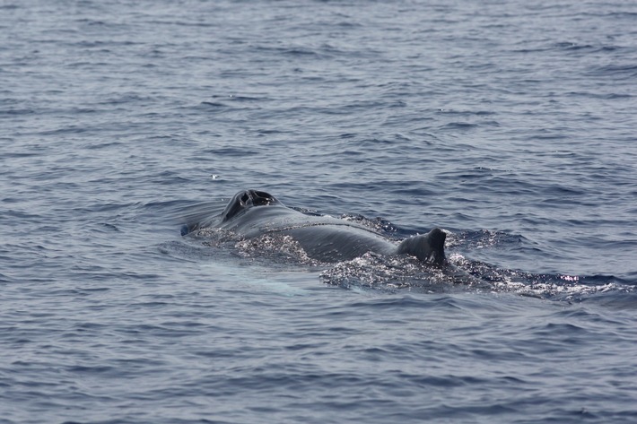 Gestrandeter Buckelwal: Alarmstufe Rot für Meeresschutz in der Ostsee!