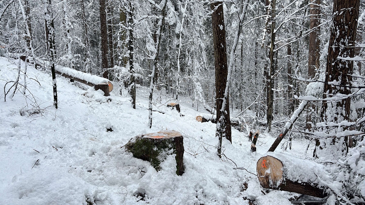 Junge Täter fällen illegale Bäume: Waldschutz in Gefahr!
