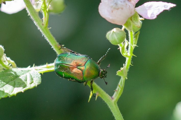 Liechtenstein startet neues Citizen-Science-Projekt: Melden Sie Arten!