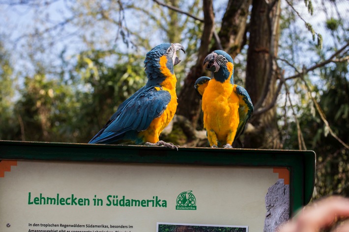 Neues Vogelparadies im Zoo Leipzig: Loriversum und Amazonien eröffnet!