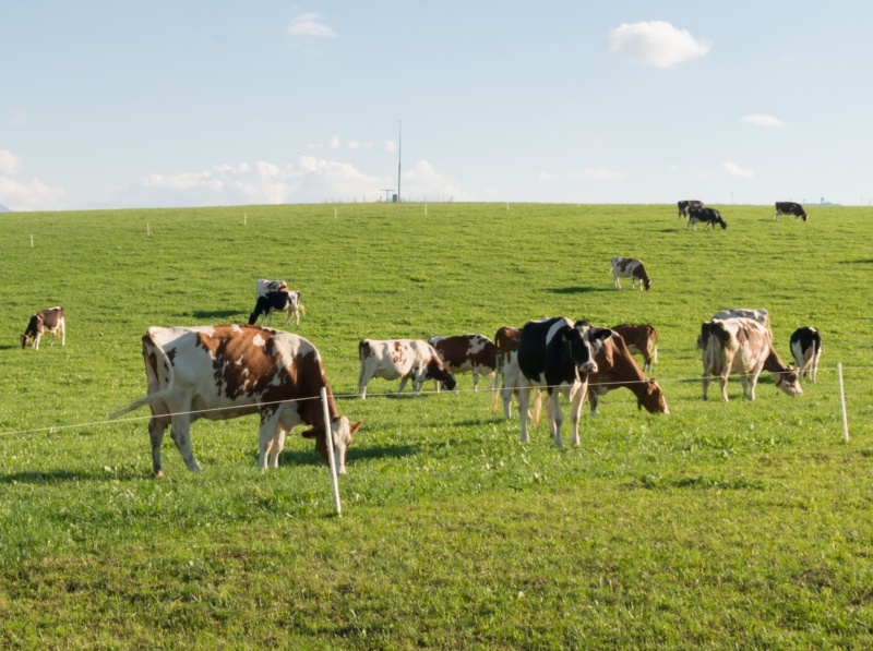 Zukunft der Milchwirtschaft: Freiburgs Aktionsplan im Fokus!